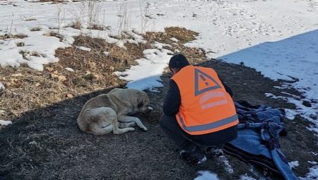 Keçiören Belediyesi Veteriner Doktorları Yaraları Sarıyor