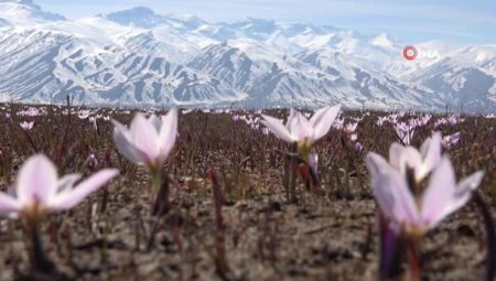 Yüksekova’da baharın müjdeleyicisi kardelenler çiçek açtı