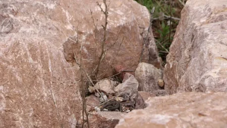 Hakkari’de Yılanlar Tabiata Dönüyor
