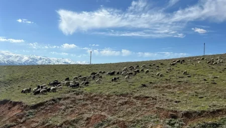 Yüksekova’da Çoban Bulamayan Hayvan Sahipleri Sıra Sistemiyle Otlatmaya Başladı